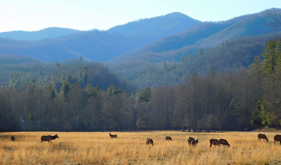 Cataloochee Valley Tours - Visit Haywood Western NC Mountains